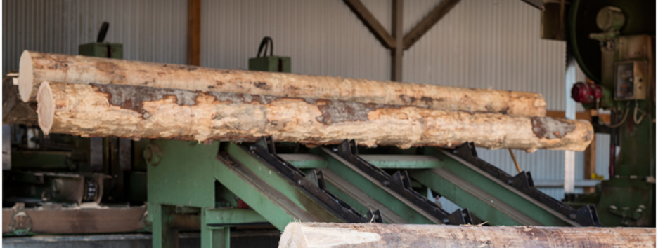 БЭБ завершило расследование в отношении депутата, подозреваемого в незаконном экспорте древесины в ЕС