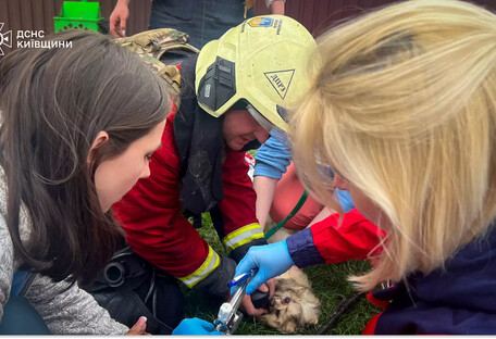 Россияне ударили по ветклинике в Киевской области (видео)