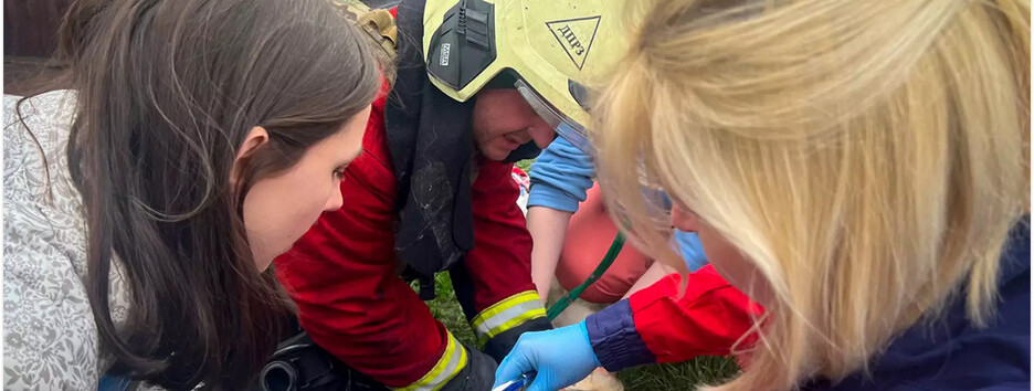 Россияне ударили по ветклинике в Киевской области (видео)