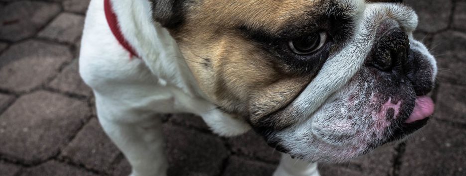 Уродливые животные, которые могут быть такими милыми