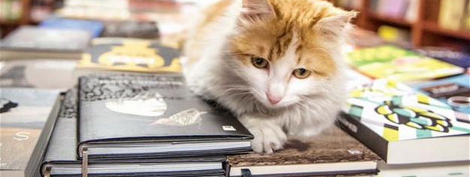 Выжить после Сирии: история одного кота