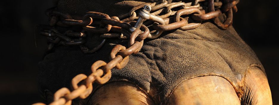 Информационная война и цирк. Кому достанутся животные