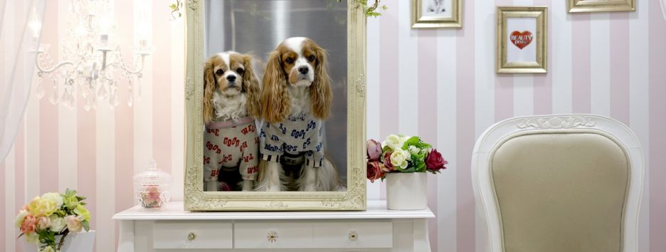 Американцы любят собачек больше, чем детей