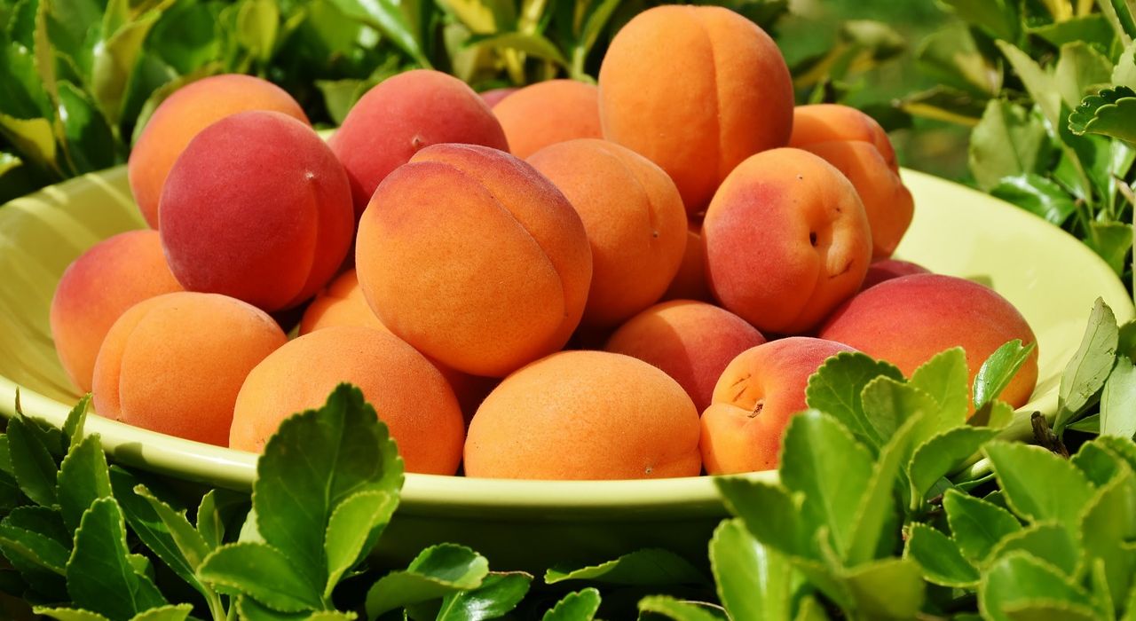 Из-за погоды Украина может остаться без абрикосов, персиков и вишен