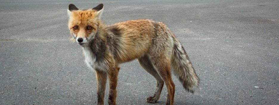 31-я годовщина катастрофы: фоторепортаж из Чернобыля