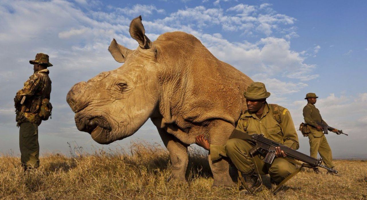 Последний в мире самец белого носорога завел профиль в Tinder
