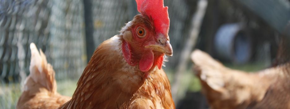 Производство мяса птицы увеличилось на 20%