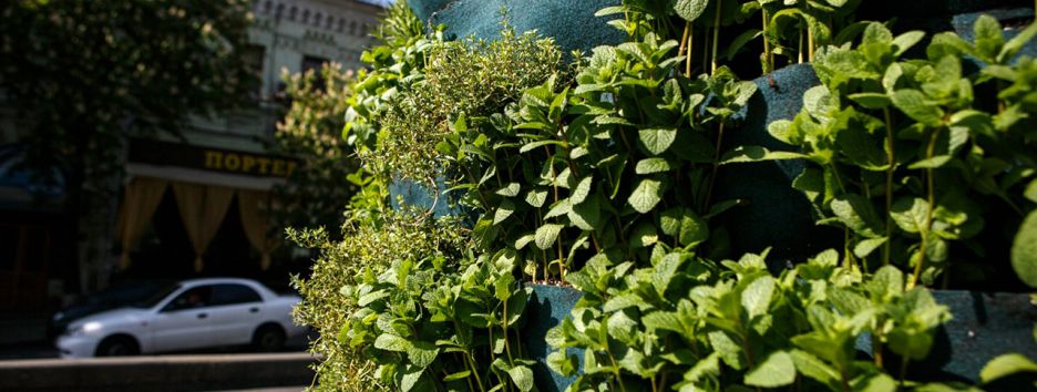 Живые розмарин и мята — на месте бывших символических поклонений