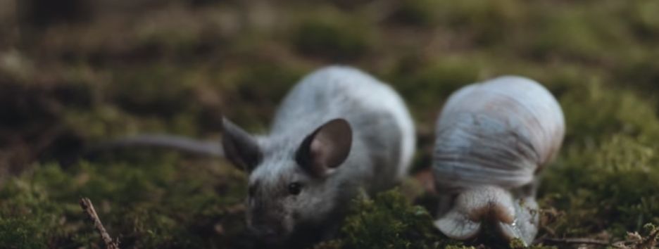 Вышел остросюжетный клип Alt-J с мышкой в главной роли