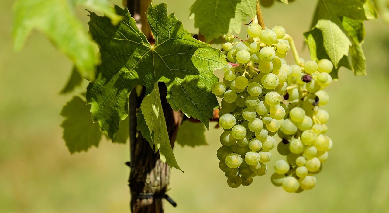 Больше всего вина Украина экспортирует в Россию