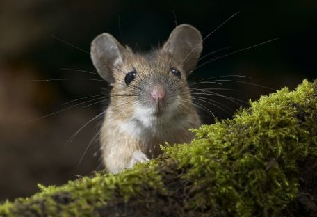 Ученые рассказали о влиянии лечебной марихуаны на старых мышей