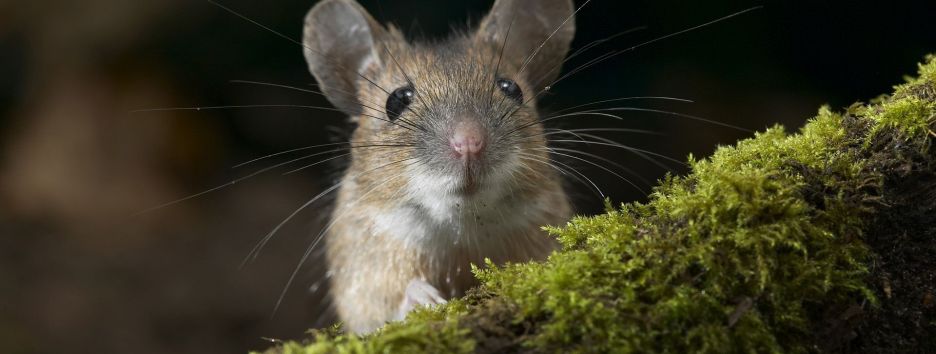 Ученые рассказали о влиянии лечебной марихуаны на старых мышей