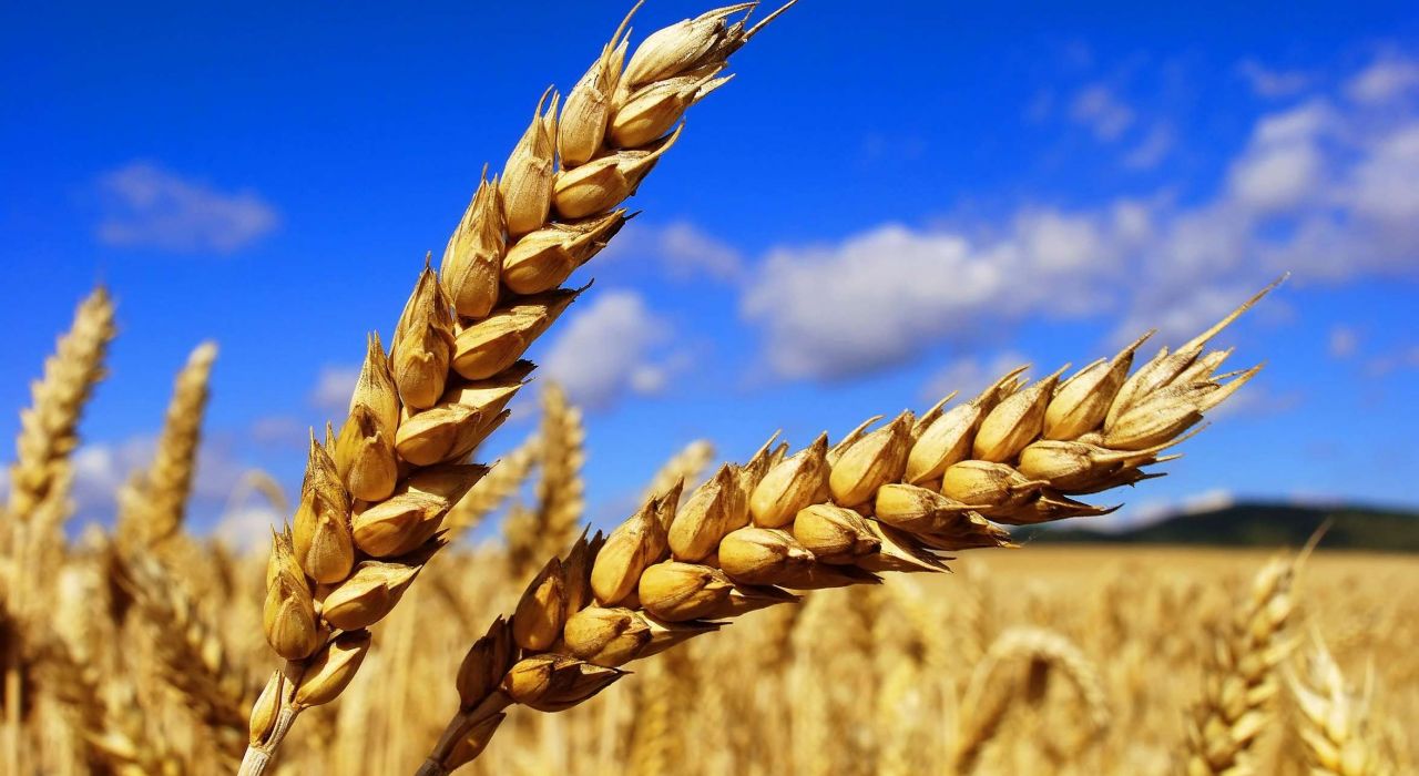Американцы дали прогноз украинского урожая зерновых