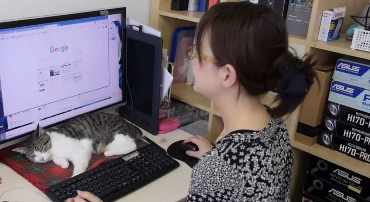 В Японии сотрудникам разрешили приносить на работу своих котов