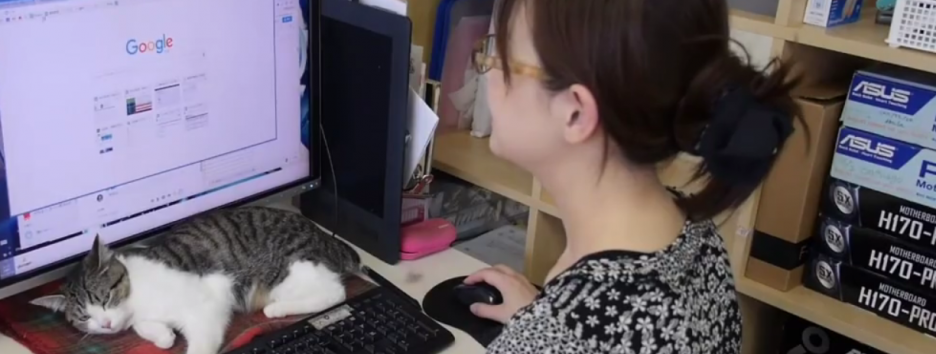 В Японии сотрудникам разрешили приносить на работу своих котов