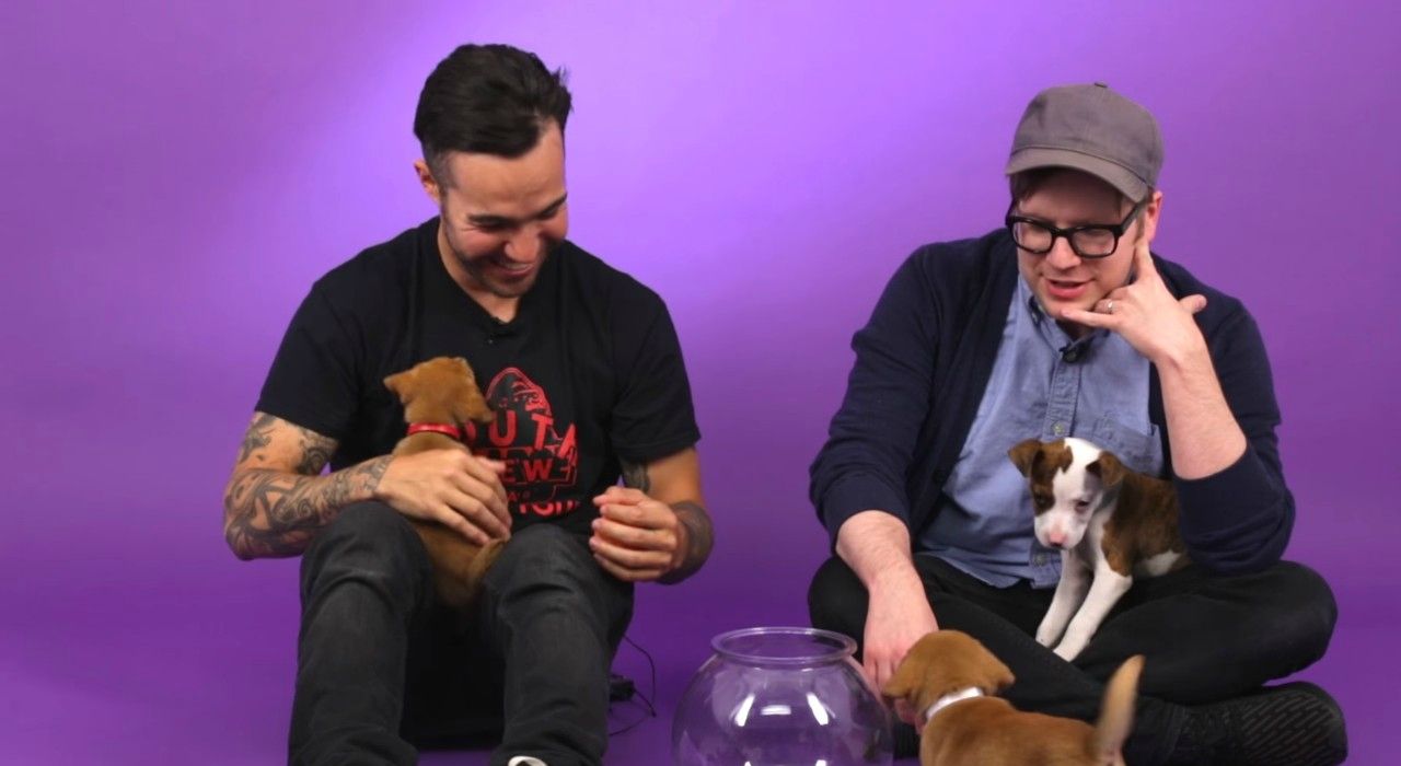 Участники группы Fall Out Boy дали интервью, играясь со щенками