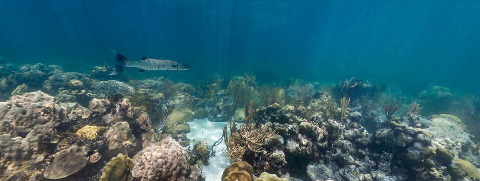В сети появились виртуальные туры по подводному миру