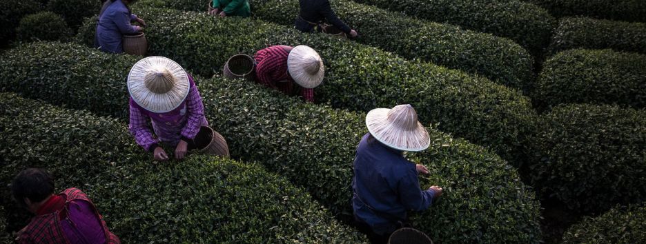 Как на самом деле делают китайский чай