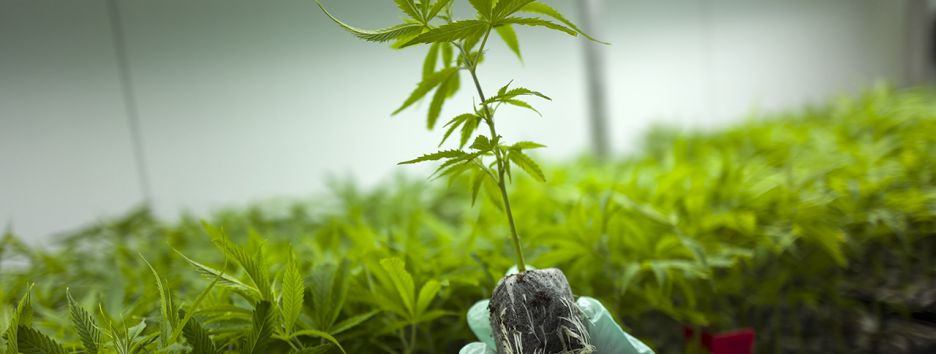 Лекарство от дури. Что теряют украинцы без конопли