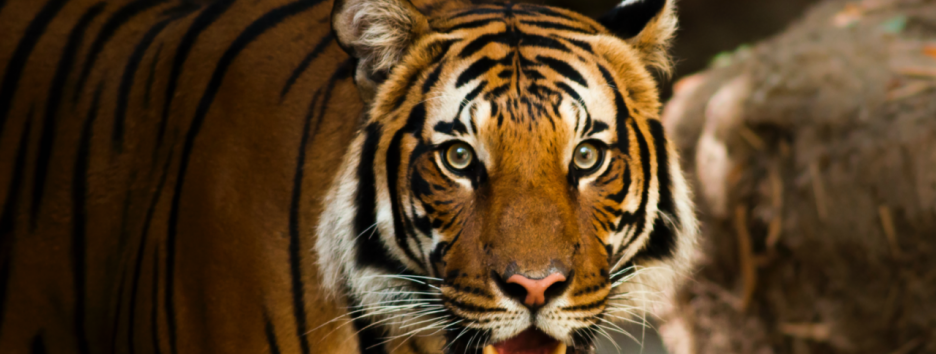 В киевском зоопарке покажут спектакль Дикого театра