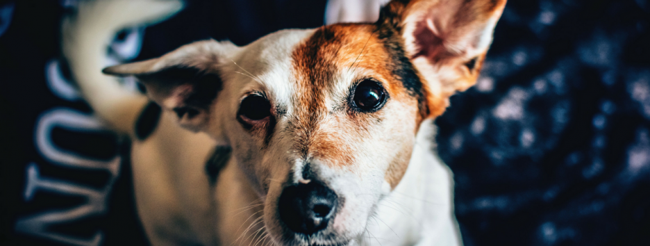 Собаки действительно понимают, что вы им говорите