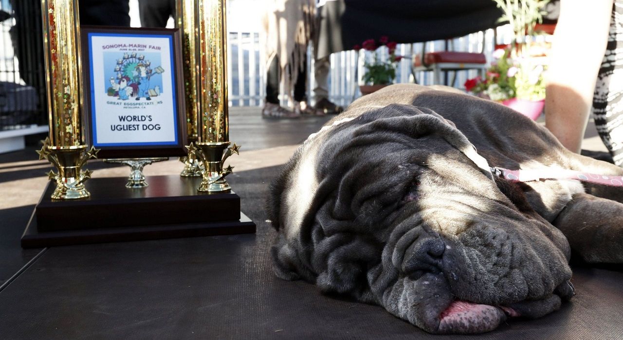 Трехлетний мастиф победил на конкурсе самых уродливых собак мира