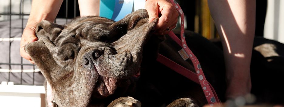 Как изменились породы собак за 100 лет