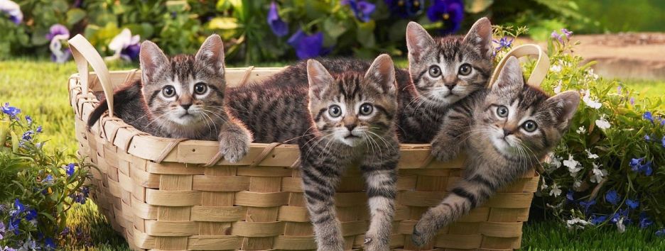 Сайт с непрерывным мурчанием котов Purrli набирает популярности