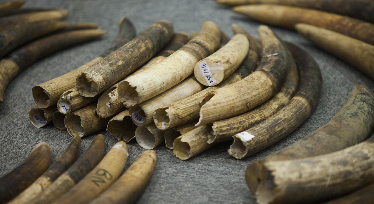 Японский гигант прекратит продавать слоновую кость