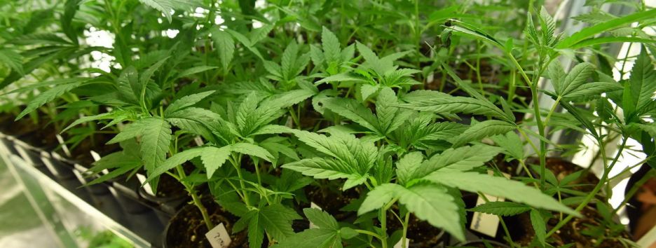 Полиция оставила вежливую записку наркоторговцу