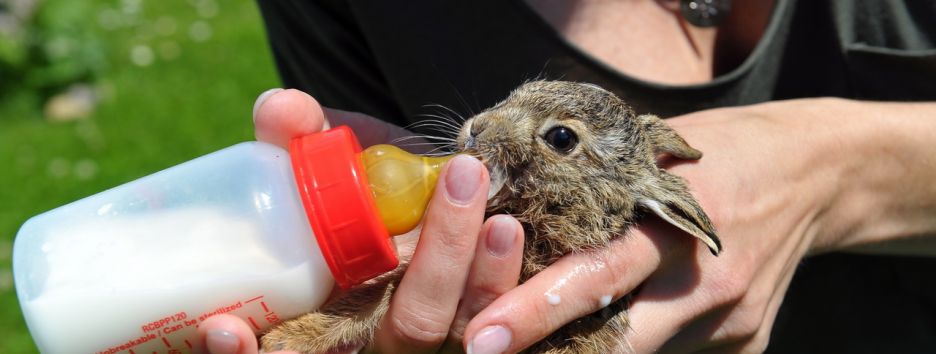 Кровь молодых животных может омолодить старых