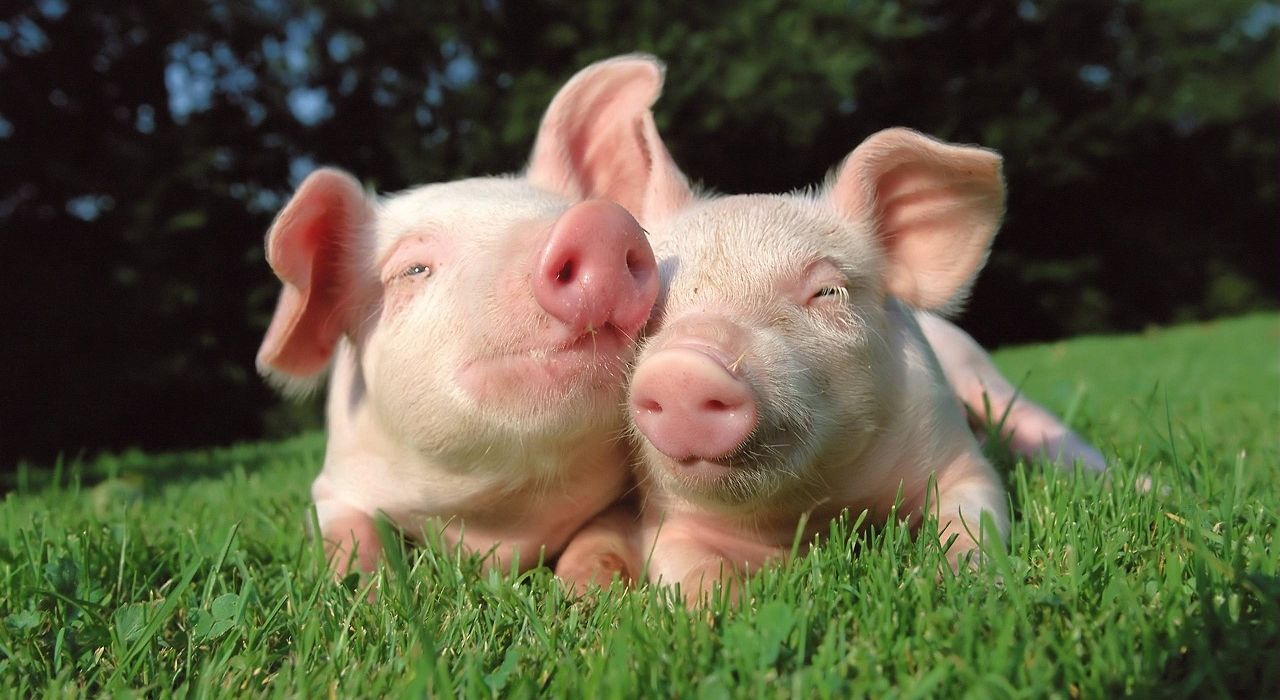 Учёные скоро смогут пересаживать органы свиньи человеку