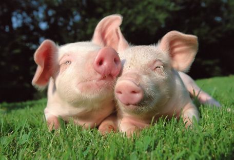 Учёные скоро смогут пересаживать органы свиньи человеку