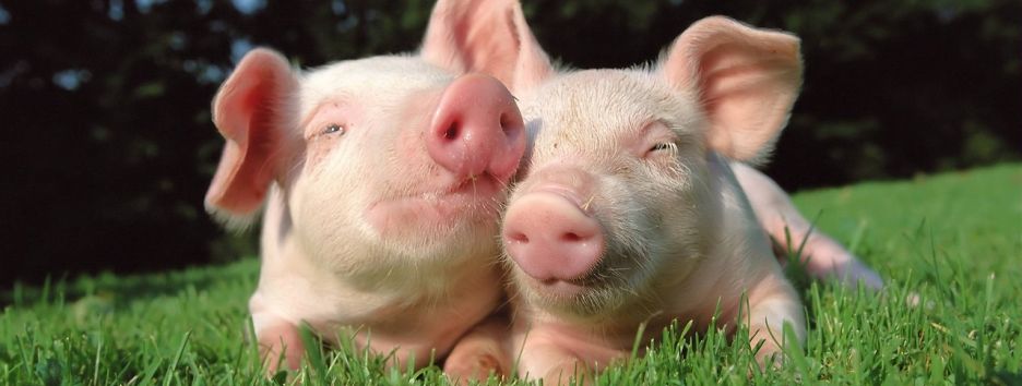 Учёные скоро смогут пересаживать органы свиньи человеку