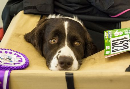 Киев принял выставку собак European Dog Show