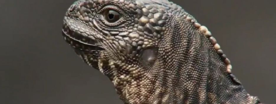 Видео спасения игуаны от змей. Объясняем