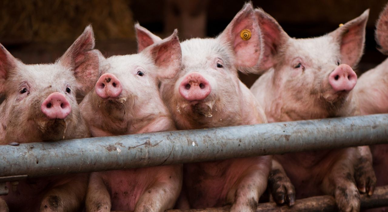 Африканская чума свиней стоила Украине $42,61 млн