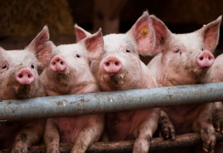 Африканская чума свиней стоила Украине $42,61 млн