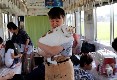 Пушистый экспресс: в Японии запустили поезд с котами