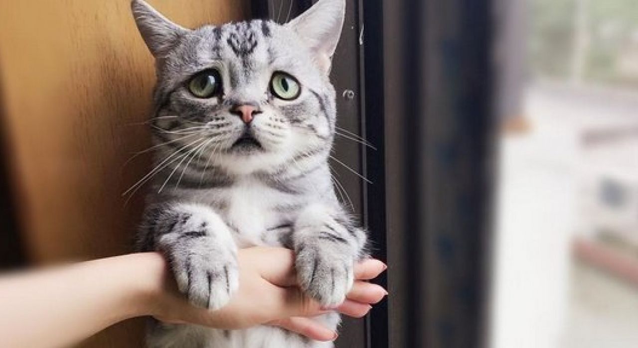 Смотрите, как выглядит самый грустный котик в мире