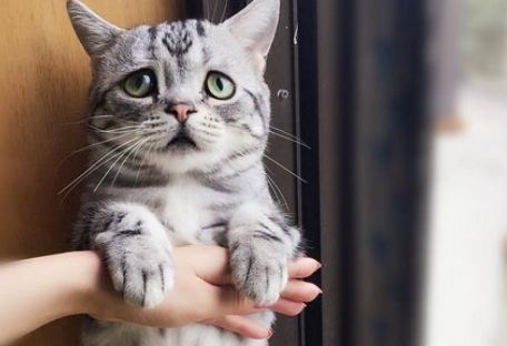 Смотрите, как выглядит самый грустный котик в мире