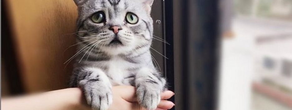 Смотрите, как выглядит самый грустный котик в мире