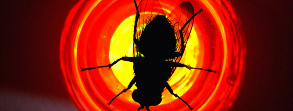 Почему так сложно убить муху