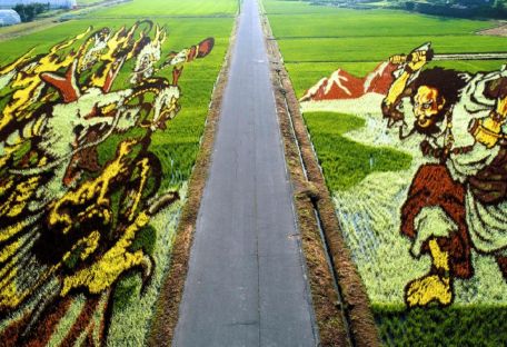 Рисовые поля в Японии превращают в произведения искусства