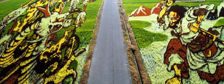 Рисовые поля в Японии превращают в произведения искусства