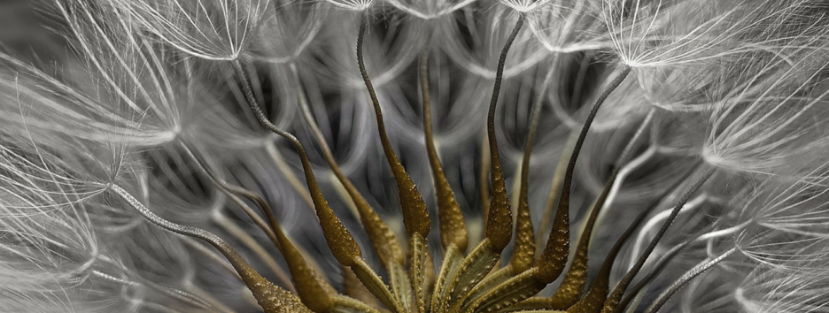 Мир под микроскопом: 10 лучших снимков конкурса Nikon Small World