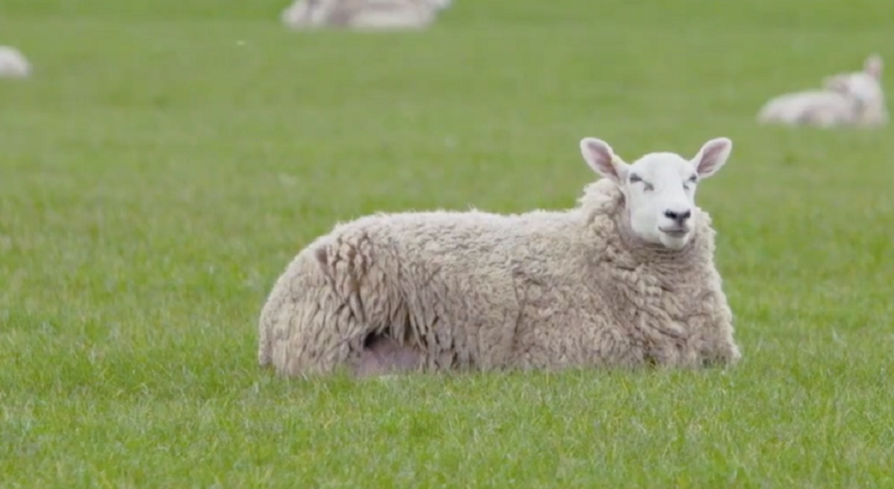 В Лондоне состоялась премьера 8-часового фильма про овец Baa Baa Land