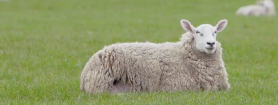 В Лондоне состоялась премьера 8-часового фильма про овец Baa Baa Land