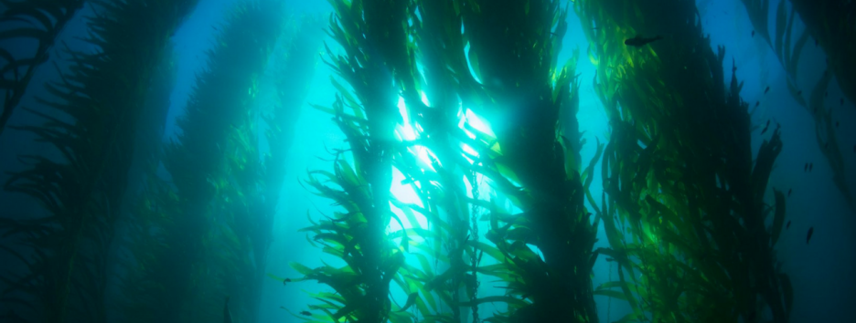 В США морские водоросли превратят в биотопливо