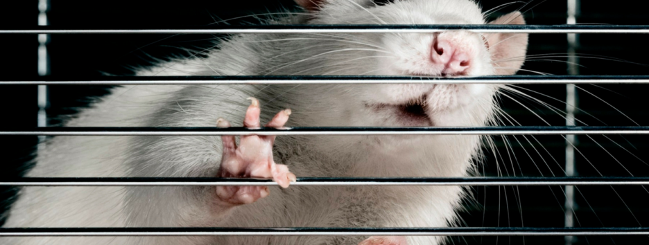 Из человеческих стволовых клеток создали новый кишечник для крысы